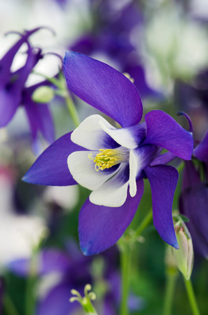 Akleja-Aquilegia 'Spring Magic Navy and White' 2-pakning